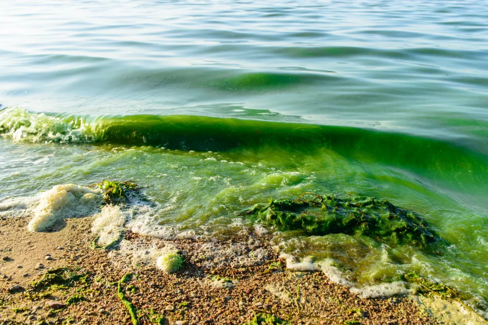 A close-up of the water line on a freshwater beach, small waves lapping at the shore, the water green with algae